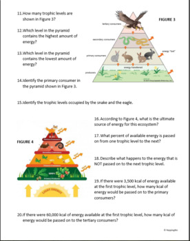 Trophic Levels Practice Worksheet by Repping Bio | TPT
