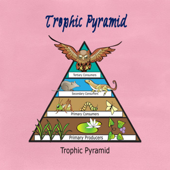 Trophic Pyramid For Elementary Students by Teacher Trish | TPT