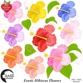 Preview of Tropical Hibiscus Flower Clipart Pack, {Best Teacher Tools}, AMB-1042