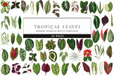 Tropical Leaves Art, Exotic Foliage Illustrations, Jungle Decor