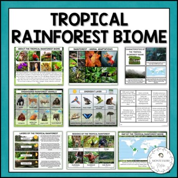 Preview of Tropical Rainforest Biome Characteristics Animals Layers Information Cards