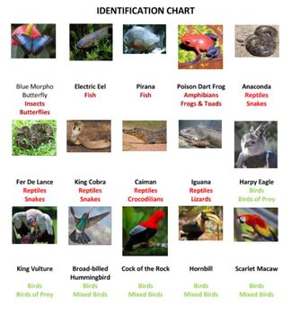 Tropical Rainforest Animals Crossword Puzzles by Ah - Ha Lessons