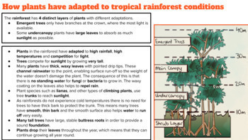 How Are Plants Adapted To The Tropical Rainforest? - WorldAtlas