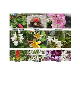 Preview of Tropical flowers images