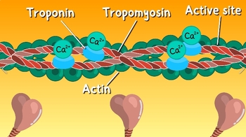 Preview of Troponin,Tropomyosin,Active site,actin,Myosin head,ActinEP-1