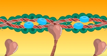 Preview of Troponin,Tropomyosin,Active site,actin,Myosin head,ActinEP-3