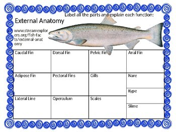 Trout Anatomy - Anatomy Diagram Book