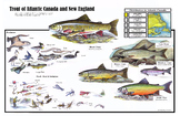Trout and Char of Atlantic Canada and New England