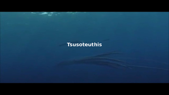Preview of Tsusoteuthis