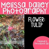 Tulip Photograph {Pink}