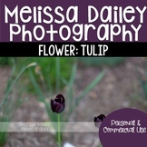 Tulip Photograph {Purple}