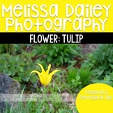 Tulip Photograph {Yellow}