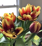 Tulips In Blossom (Stock Photo)
