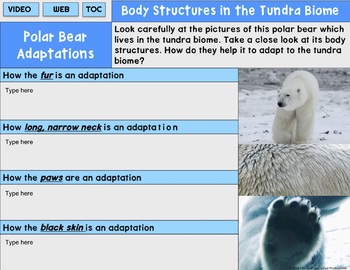 Animal adaptation to the tundra climage - Tundra regions of the world - 3rd  level Geography Revision - BBC Bitesize