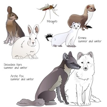 Arctic Tundra Animals Realistic Clip Art by UtahRoots | TPT