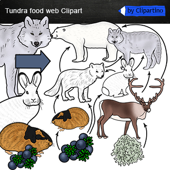 Preview of Tundra Food Web Clip Art/ Food Chain Realistic Clip Art /Tundra animals