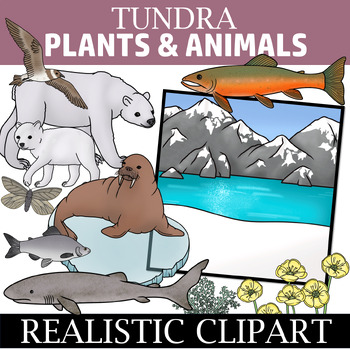 Preview of Tundra Clipart - Plants and Animals of the Tundra