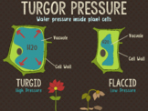 Turgor Pressure Poster