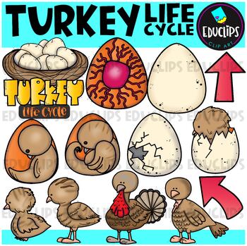 Preview of Turkey Life Cycle Clip Art Set {Educlips Clipart}