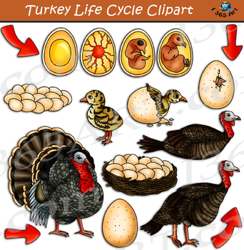 Preview of Turkey Life Cycle Clipart