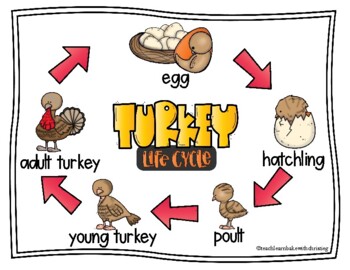 Preview of Turkey Life Cycle Posters - FREEBIE
