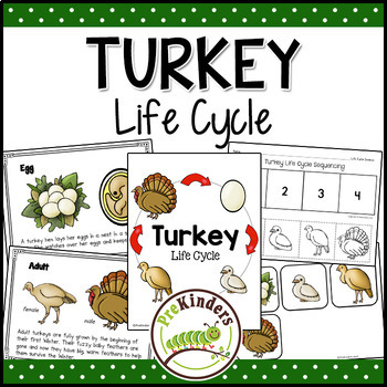Preview of Turkey Life Cycle | Thanksgiving Science | Preschool Pre-K
