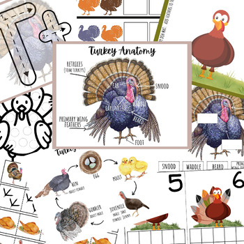 Preview of Turkey Unit Study, Turkey Life Cycle, Thanksgiving Activities