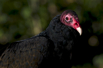 Preview of Turkey Vulture closeup (Cathartes aura) stock photo