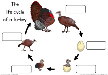 Turkey life cycle worksheet by Little Blue Orange | TpT