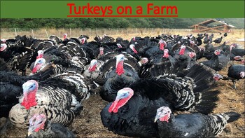 Preview of Turkeys on a Farm Slide-Show Presentation