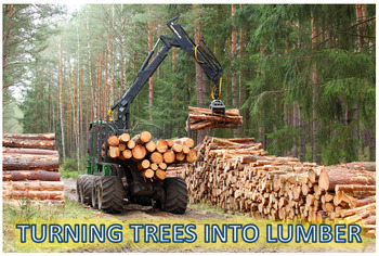 Preview of Turning Trees Into Lumber - Video Questions