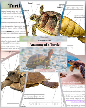 Preview of Turtle Anatomy Montessori Biology