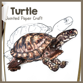 Preview of Turtle | Jointed Animal Craft | Articulated Craft | Turtles