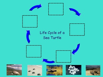Preview of Turtle Life Cycle Smart Doc- Non-fiction "big book" ; Interactive Life Cycle