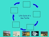 Turtle Life Cycle Smart Doc- Non-fiction "big book" ; Inte