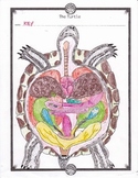Turtle Paper Dissection