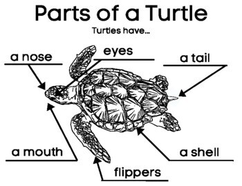 Turtle Writing and Labeling- Animal Informative (Have Can Are) + Anchor ...