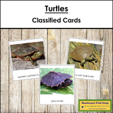 Types of Turtles - Montessori 3-Part Cards - Vocabulary, ESL