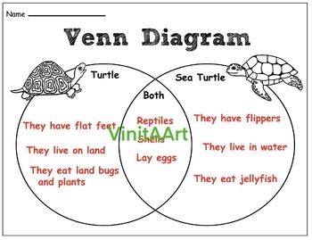 All About Turtles, Maze, Venn diagram, life cycle, Clip Art & more by ...