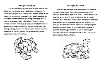 Preview of Turtles and Tortoises- Compare and Contrast- Spanish