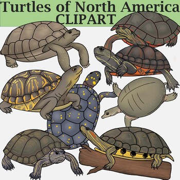 Preview of Turtles of North America Clipart