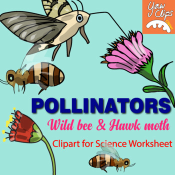 Preview of Two Pollinators | Wild bee, hawk moth and flower nectar clipart
