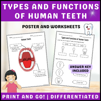 Preview of Types and Functions of Human Teeth Worksheets