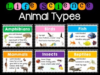 Types of Animals - Life Science Resources by Sunny and Bright in Primary