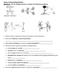 Types of Asexual Reproduction Review - B