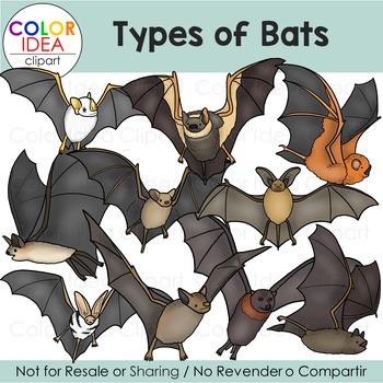 Preview of Types of Bats