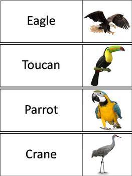 Types Of Birds Word Wall Cards By Science Spot Tpt