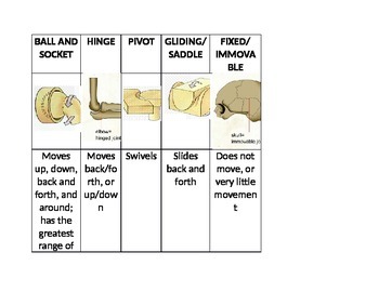 Preview of Types of Body Joints Graphic Organizer/Sort
