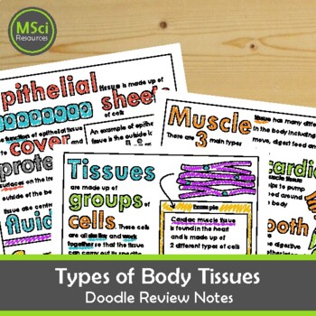 Preview of Types of Body Tissues Doodle Review Notes Anatomy Physiology Biology Worksheets