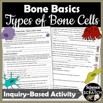 Preview of Types of Bone Cells Inquiry Based Activity | Skeletal System